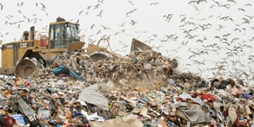 Тривожно: міські птахи кишать бактеріями, з якими не можуть впоратися антибіотики