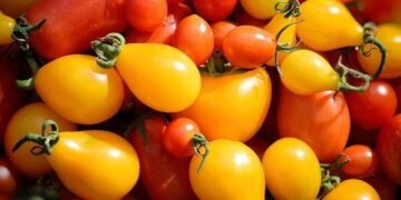 Як помідори корисніші: червоні чи жовті Як помідори корисніші: червоні чи жовті