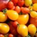 Як помідори корисніші: червоні чи жовті Як помідори корисніші: червоні чи жовті