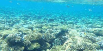 “Моторошне відкриття”: вчені виявили на дні Червоного моря “басейни смерті”