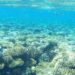 “Моторошне відкриття”: вчені виявили на дні Червоного моря “басейни смерті”