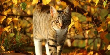 Осень с аномальным теплом: синоптик удивила прогнозом на октябрь и ноябрь