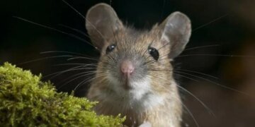 Мышь выпрыгнула на пассажирку самолета из бортовой еды: рейс экстренно вернули в аэропорт