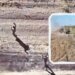 Россияне накрыли артиллерией своих же военных, когда те сдавались в плен. ВИДЕО