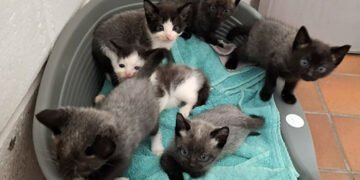 Рідкісне захворювання: на світ з’явилися кошенята, які постійно змінюють колір шерсті