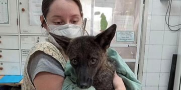 Гібрид собаки та лисиці: машина збила невідомого науці дикого звіра. ФОТО