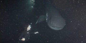 Рідкісний гість: зустріч доісторичної акули та людини вперше зафіксували на камеру. ВІДЕО