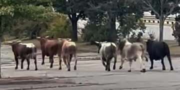 У США бики втекли з родео і вирушили трощити житлові квартали. ВІДЕО