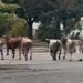 У США бики втекли з родео і вирушили трощити житлові квартали. ВІДЕО