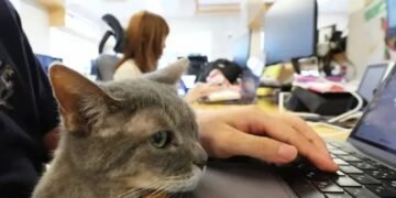 В японской IT-компании 20 лет работают кошки. Даже на руководящих должностях