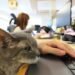 В японской IT-компании 20 лет работают кошки. Даже на руководящих должностях
