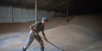 UAC: высокий внешний спрос ведет к росту цены на украинскую пшеницу