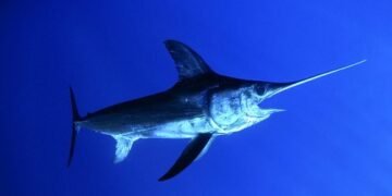 В Індонезії риба-меч проштрикнула груди відому серфінгістку