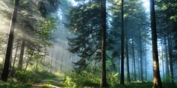 Понад 30% видів дерев у світі опинились під загрозою зникнення: чому це погана новина для людства
