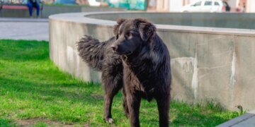 В российской Коми разработали закон об убийстве бездомных собак