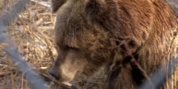 Медведица порвала грибника на Прикарпатье: хирурги говорят, что он родился в рубашке