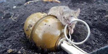 “Они вернулись”, – военный рассказал, как на его животе дрались две мыши