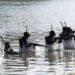США: в Курской области сейчас находятся 8000 военных из КНДР