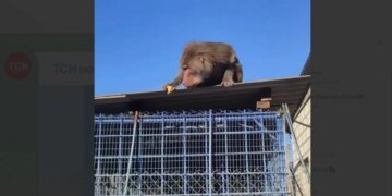 Бабуин сбежал в Одесской области: как ловили животное на банан. ВИДЕО