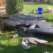 У Києві з даху приватного будинку зняли ворожий безпілотник. ВІДЕО