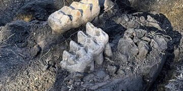Житель Нью-Йорка знайшов кістки мастодонта у власному саду: палеонтологи у захваті