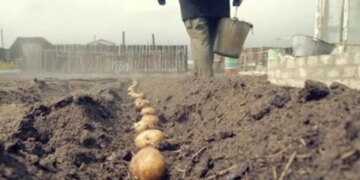Ажиотаж вокруг картофеля:  аналитики назвали стоимость сейчас