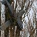 У Київській області дрон застряг на дереві. ФОТО