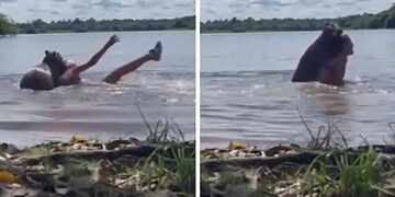 Під час купання в озері на жінку напав найбільший у світі гризун. ВІДЕО