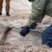 “Кожен бачить в міру своєї зіпсованості”: у Дніпрі виявили стародавній “камʼяний фалос” доби енеоліту. ВІДЕО