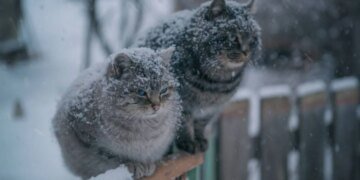 Зима решила вернуться: синоптик рассказала, где 3 февраля будет -4 и снег