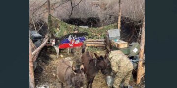 “Ослики не от хорошей жизни”, – Z-блогер открыл россиянам глаза. ВИДЕО