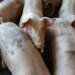 Как выбрать лучшее поголовье свиней для успешного бизнеса – советы для начинающих фермеров