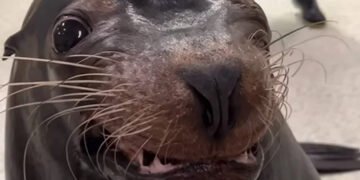 “Посміхається – значить добрий”: морський лев з дресувальницею станцювали для Tik Tok. ВІДЕО