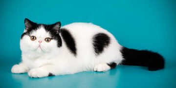 Принесуть у дім гармонію та затишок: названо п’ять найспокійніших порід котів