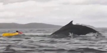 Горбатий кит на очах нажаханого батька проковтнув чоловіка на байдарці. ВІДЕО