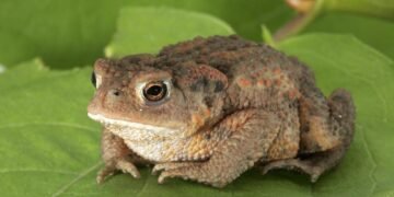 У британському містечку на шість тижнів перекрили дорогу, щоб не заважати жабам спаровуватись