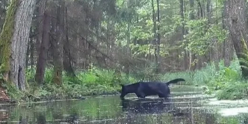 У Польщі з подивом зафіксували незвичайних чорних вовків