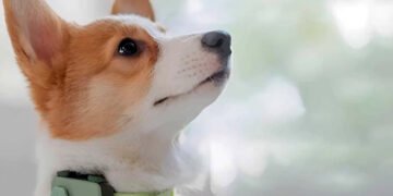 PetPhone: представлено перший у світі “смартфон” для домашніх тварин. ВІДЕО