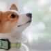 PetPhone: представлено перший у світі “смартфон” для домашніх тварин. ВІДЕО