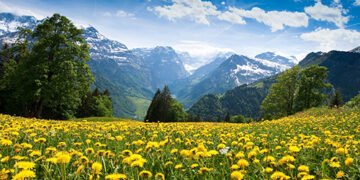 Відео з природою працюють, як знеболювальне: несподіване відкриття вчених