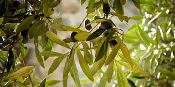 Зміна клімату: у Німеччині замість виноградних лоз висаджують оливкові дерева