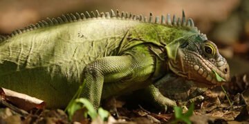 Ігуани-мореплавці: колись ці тварини на плоту з рослин пропливли 8000 кілометрів від Америки до Фіджі