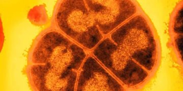 Найбільш “живучій” бактерії не страшні радіація та космічний вакуум