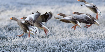 Вдарять морози: синоптики попередили, де в Україні будуть зимові ночі, а вдень пройде дощ і сніг