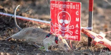 В Камбодже крыса-ищейка побила рекорд по обнаружению мин