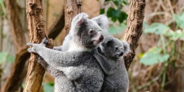 В Австралии с вертолетов расстреляли 700 коал – скандал набирает обороты