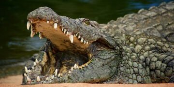 У Китаї уряд виставив на аукціон 100 тонн живих крокодилів