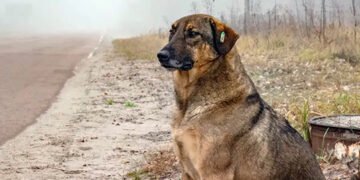 Чорнобильскі собаки зазнали генетичних змін, які не піддаються поясненню