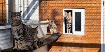 На Майорці заарештували пару, яка схрещувала рись з домашніми котами та продавала їх: зʼясувалось, що це росіяни. ФОТО