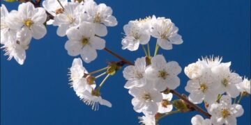 Прогноз погоди: У синоптичному графіку – ротація повітряних мас. Є ймовірність заморозків на ґрунті